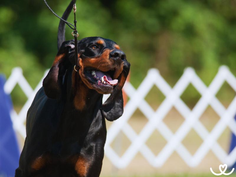 Plemeno-black-and-tan-coonhound (3)